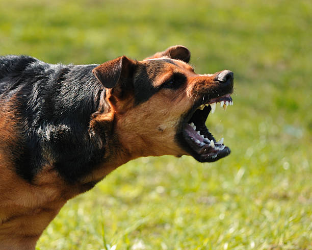 Mordida, gritos y escándalo: un perro atacó a un niño de siete años en pleno centro de Funes